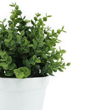 Botanicals Collection Artificial Eucalyptus Plant In Pot 11cm