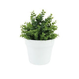 Botanicals Collection Artificial Eucalyptus Plant In Pot 16cm