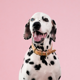ED Dog Collar - Oxford Blush 35-45cm (Medium)