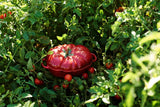 Tomato-Cocotte-Staub-Ceramic-05L