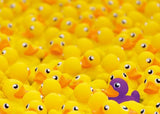 Ravensburger Rubber Ducks Challenge Puzzle 1000 Pieces