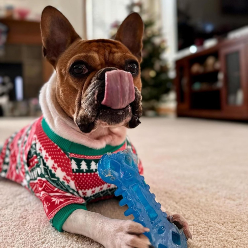 Dog Toy - Flexi Chill & Chew Chicken (Wolf)