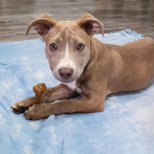 Dog Toy - Puppy Gourmet Chew Bacon Femur (Regular)