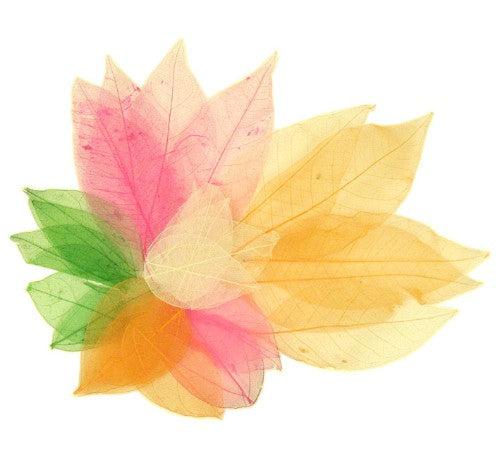 Craft - Skeleton Leaves