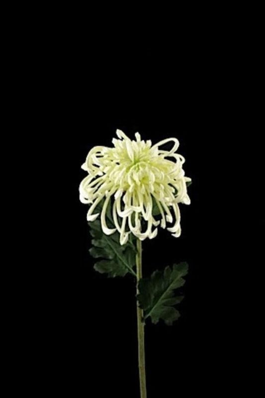 Artificial Chrysanthemum -  White