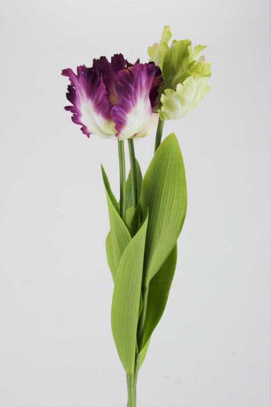 Artificial Fringed Tulip -  White - Set of 12