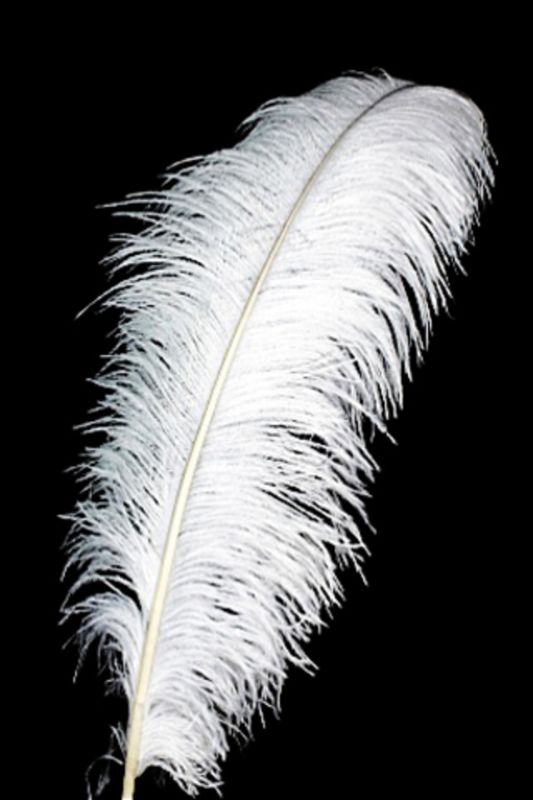 Ostrich Feather -  Black - Set of 10