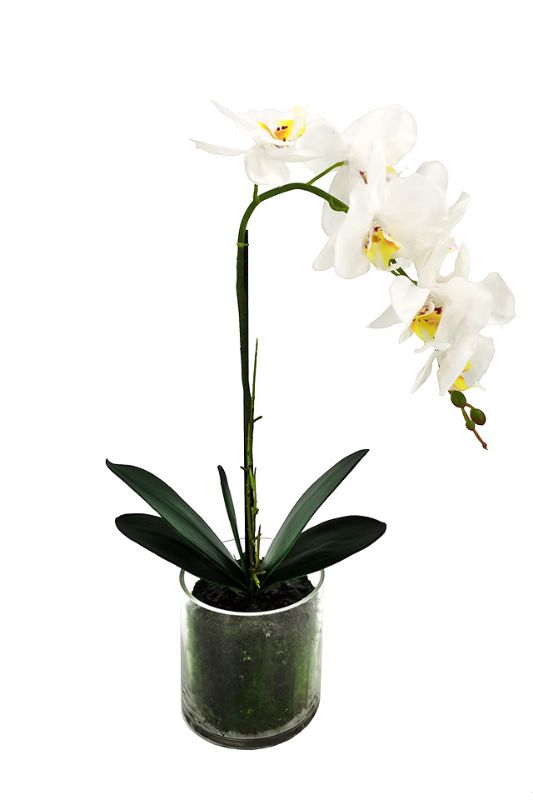 Artificial Small Phalaenopsis Orchid - Glass Vase -  White