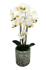 Artificial Large Phalaenopsis Orchid - Cement Vase -  White
