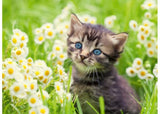 Puzzle - Ravensburger- Kitten in the Meadow 500p