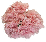 Artificial Carnation Bouquet - Pink (23cm)