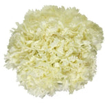 Artificial Carnation Bouquet - White (23cm)