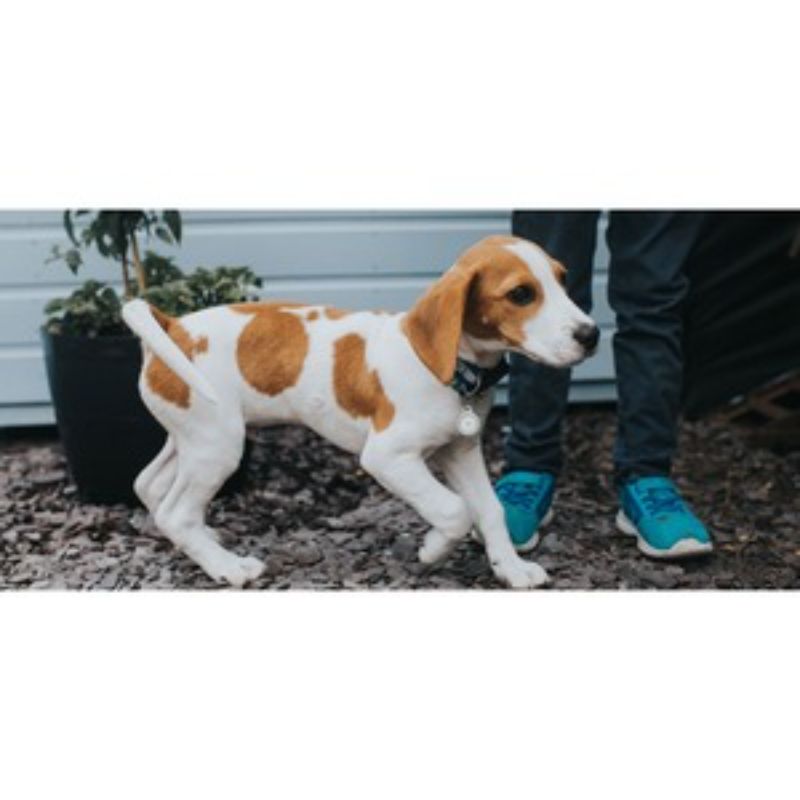 Belkin AirTag Secure Holder with Key Ring - Stylish Protection & Keychain Accessory - White