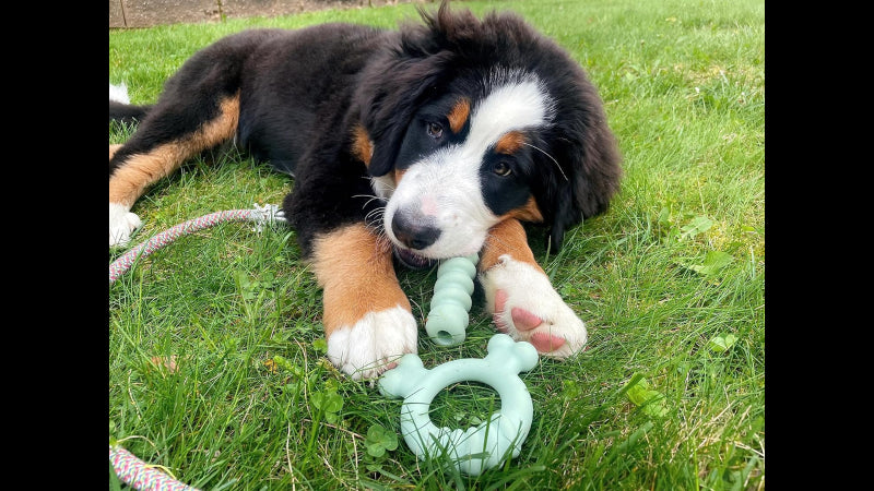 Dog Toy - Puppy Chew Tactile Ring - Regular