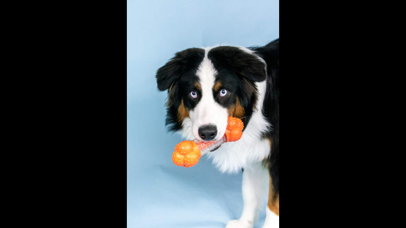 Dog Toy - Strong Chew Sneaky Snacker Chew & Treat Toy - Giant