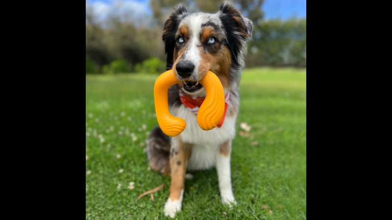 Dog Toy - Creative Play C-Shuu - Orange