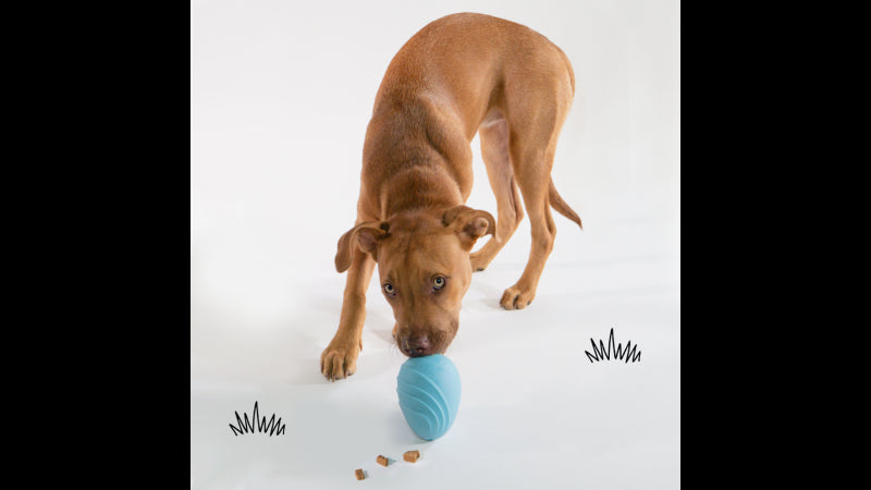 Dog Toy - Creative Play Eggi - Blue