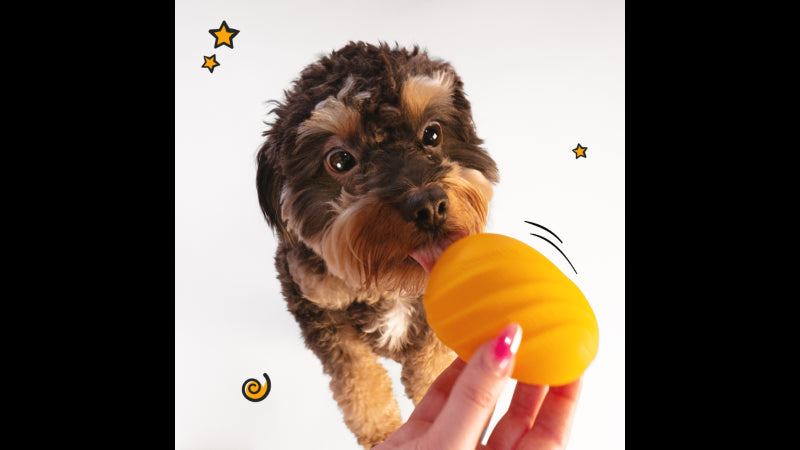 Dog Toy - Creative Play Eggi Small - Orange