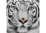 Crystal Art - White Tiger 30x30cm Kit