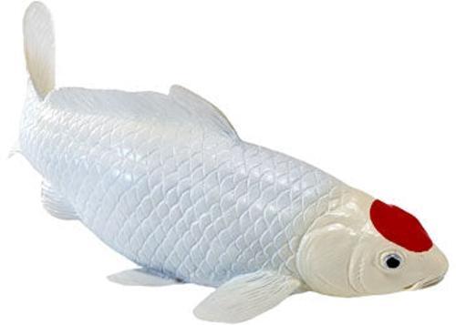 Mojo - Tancho Koi Carp
