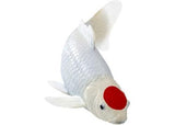 Mojo - Tancho Koi Carp