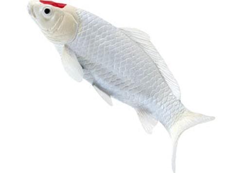 Mojo - Tancho Koi Carp