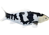 Mojo - Shiro Utsuri Koi Carp