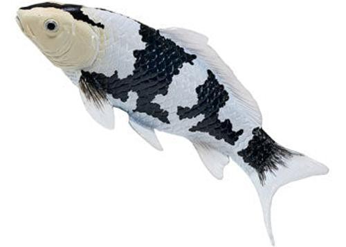 Mojo - Shiro Utsuri Koi Carp