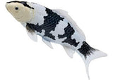 Mojo - Shiro Utsuri Koi Carp