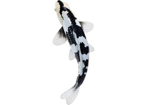 Mojo - Shiro Utsuri Koi Carp