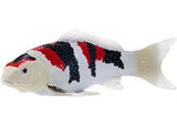 Mojo - Showa Sanshoku Koi Carp