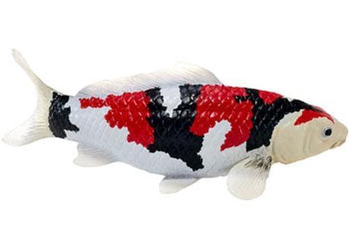 Mojo - Showa Sanshoku Koi Carp