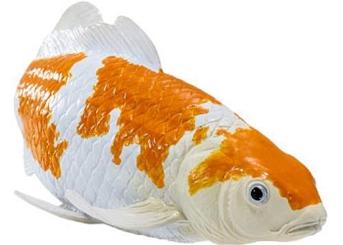 Mojo - Ochiba Shigure Koi Carp
