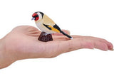 Mojo - European Goldfinch