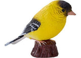 Mojo - American Goldlfinch