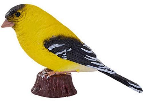 Mojo - American Goldlfinch