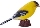 Mojo - American Goldlfinch