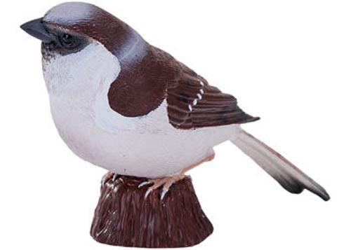 Mojo - House Sparrow