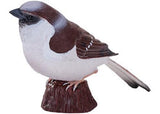 Mojo - House Sparrow