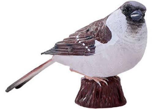 Mojo - House Sparrow