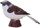 Mojo - House Sparrow