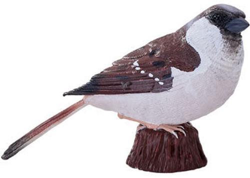 Mojo - House Sparrow