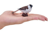 Mojo - House Sparrow