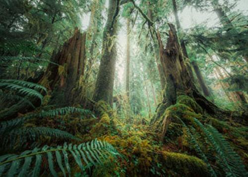 Ravensburger - In the Forest Puzzle 1000 Pieces