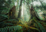 Ravensburger - In the Forest Puzzle 1000 Pieces
