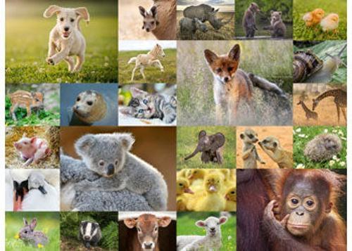 Ravensburger - Baby Animals Puzzle 200 Pieces