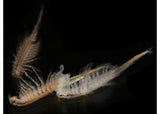 Aqua Dragons - Deep Sea Habitat with LED Lights