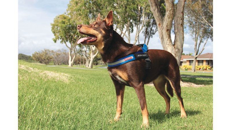 Dog Harness - ED Express S (Blue)