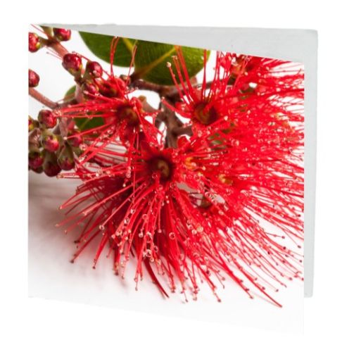 Pack of 10 Pohutukawa gift cards, 7cm square, featuring vibrant nature design, perfect for heartfelt messages and eco-friendly gifting.