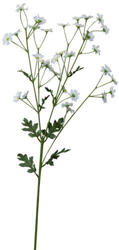 Daisey Spray / White